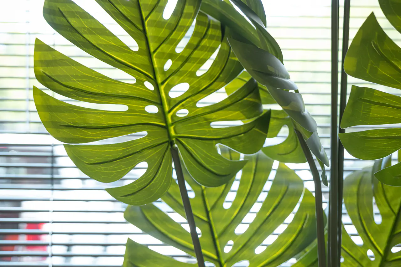 Photograph of a plant beside a clinic window; no people
